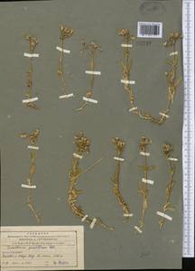 Cerastium pusillum Ser., Middle Asia, Northern & Central Tian Shan (M4) (Kazakhstan)