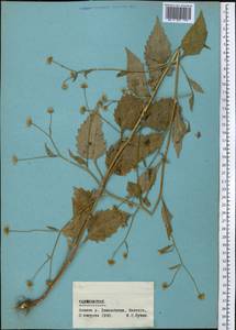 Myriactis wallichii Less., Middle Asia, Pamir & Pamiro-Alai (M2) (Tajikistan)