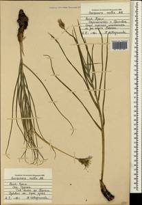 Candollea mollis (M. Bieb.) Yild., Crimea (KRYM) (Russia)