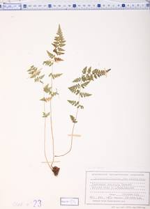Cystopteris fragilis (L.) Bernh., Siberia, Altai & Sayany Mountains (S2) (Russia)