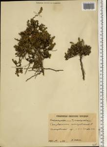 Camphorosma monspeliaca L., Eastern Europe, Lower Volga region (E9) (Russia)