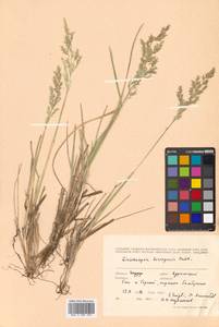 Deschampsia cespitosa subsp. cespitosa, Siberia, Russian Far East (S6) (Russia)