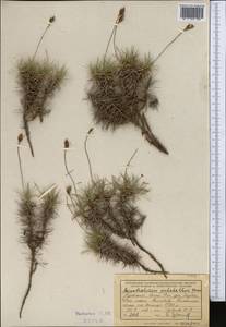 Acantholimon pulchellum Korovin, Middle Asia, Kopet Dag, Badkhyz, Small & Great Balkhan (M1) (Turkmenistan)