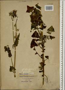 Sonchus oleraceus L., Caucasus, Krasnodar Krai & Adygea (K1a) (Russia)