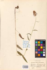 Phyteuma tetramerum Schur, Eastern Europe, West Ukrainian region (E13) (Ukraine)