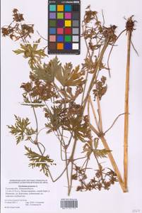 Geranium pratense L., Eastern Europe, Central region (E4) (Russia)