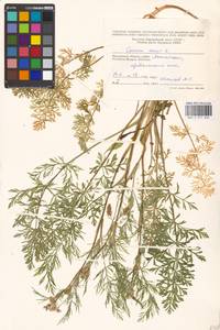 Carum carvi L., Eastern Europe, Moscow region (E4a) (Russia)