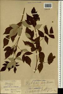 Rubus idaeus L., South Asia, South Asia (Asia outside ex-Soviet states and Mongolia) (ASIA) (China)