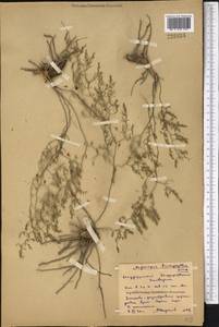 Asparagus brachyphyllus Turcz., Middle Asia, Northern & Central Kazakhstan (M10) (Kazakhstan)