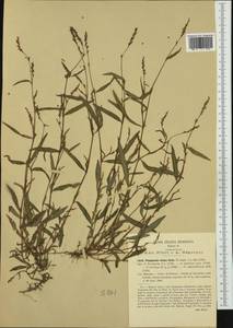 Persicaria minor (Huds.) Opiz, Western Europe (EUR) (Italy)