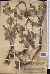 Phlomoides speciosa (Rupr.) Adylov, Kamelin & Makhm., Middle Asia, Western Tian Shan & Karatau (M3) (Kazakhstan)