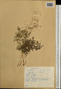 Thalictrum foetidum L., Siberia, Yakutia (S5) (Russia)