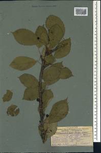 Prunus avium (L.) L., Caucasus, Georgia (K4) (Georgia)