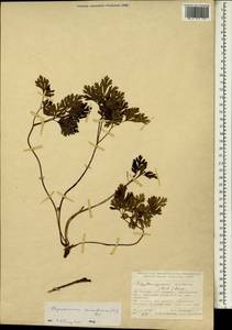 Physospermum cornubiense (L.) DC., South Asia, South Asia (Asia outside ex-Soviet states and Mongolia) (ASIA) (Turkey)