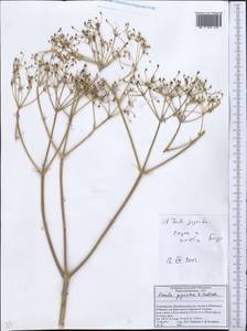 Ferula gigantea B. Fedtsch., Middle Asia, Pamir & Pamiro-Alai (M2) (Tajikistan)