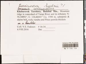 Coscinodon hartzii C.E.O. Jensen, Bryophytes, Bryophytes - Russian Far East (excl. Chukotka & Kamchatka) (B20) (Russia)