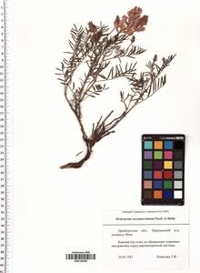 Hedysarum razoumowianum Helm & Fisch. ex DC., Eastern Europe, Eastern region (E10) (Russia)
