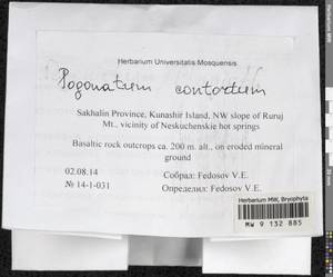 Pogonatum contortum (Menzies ex Brid.) Lesq., Bryophytes, Bryophytes - Russian Far East (excl. Chukotka & Kamchatka) (B20) (Russia)