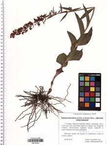 SMR001841, Epipactis atrorubens (Hoffm.) Besser, Eastern Europe, Middle Volga region (E8) (Russia)