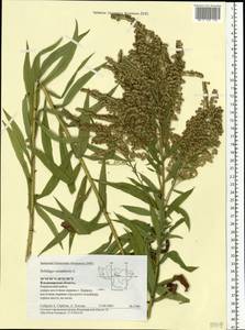 Solidago canadensis L., Eastern Europe, Central region (E4) (Russia)