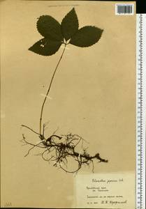 Chloranthus japonicus Siebold, Siberia, Russian Far East (S6) (Russia)