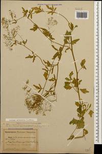 Rorippa sylvestris (L.) Besser, Caucasus, Abkhazia (K4a) (Abkhazia)