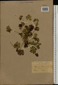 Geranium, Eastern Europe, South Ukrainian region (E12) (Ukraine)