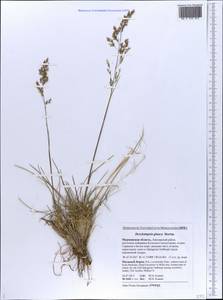 Deschampsia cespitosa subsp. cespitosa, Eastern Europe, Northern region (E1) (Russia)