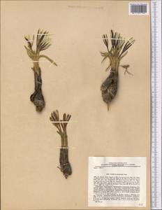 Colchicum kesselringii Regel, Middle Asia, Pamir & Pamiro-Alai (M2) (Tajikistan)
