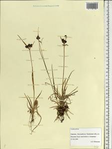 Luzula pilosa (L.) Willd., Eastern Europe, Northern region (E1) (Russia)