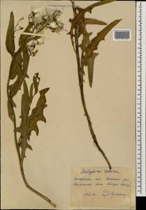 Lactuca tatarica (L.) C. A. Mey., Eastern Europe, South Ukrainian region (E12) (Ukraine)