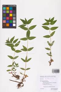 Epilobium montanum L., Eastern Europe, Central forest-and-steppe region (E6) (Russia)