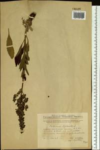 Verbascum lychnitis L., Eastern Europe, Middle Volga region (E8) (Russia)