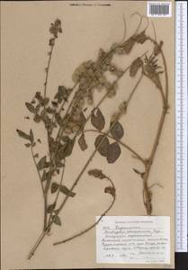Onobrychis chorassanica Boiss., Middle Asia, Western Tian Shan & Karatau (M3) (Kyrgyzstan)