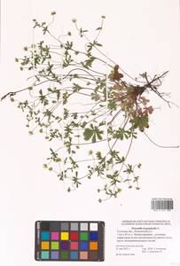 Potentilla heptaphylla L., Eastern Europe, Central region (E4) (Russia)