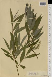 Salix alba L., Eastern Europe, South Ukrainian region (E12) (Ukraine)