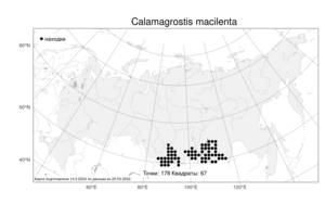 Calamagrostis macilenta (Griseb.) Litv., Atlas of the Russian Flora (FLORUS) (Russia)