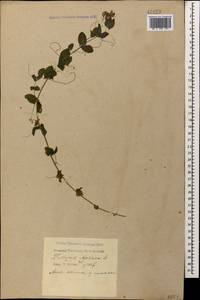 Lathyrus aphaca L., Caucasus, Black Sea Shore (from Novorossiysk to Adler) (K3) (Russia)
