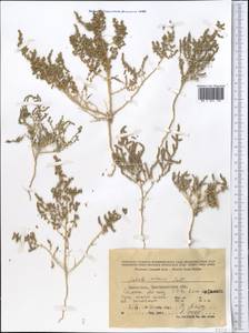 Nitrosalsola nitraria (Pall.) Tzvelev, Middle Asia, Caspian Ustyurt & Northern Aralia (M8) (Kazakhstan)