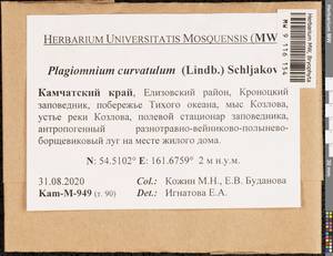 Plagiomnium curvatulum (Lindb.) Schljakov, Bryophytes, Bryophytes - Chukotka & Kamchatka (B21) (Russia)