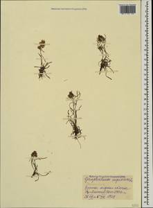 Omalotheca supina (L.) DC., Caucasus, Stavropol Krai, Karachay-Cherkessia & Kabardino-Balkaria (K1b) (Russia)