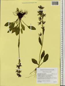 Swertia obtusa Ledeb., Siberia, Altai & Sayany Mountains (S2) (Russia)