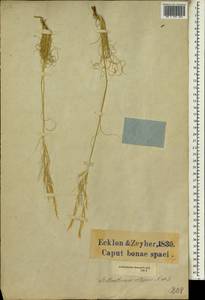 Stipagrostis obtusa (Delile) Nees, Africa (AFR) (South Africa)