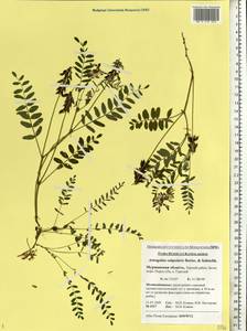 Astragalus norvegicus Grauer, Eastern Europe, Northern region (E1) (Russia)