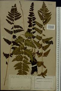 Dryopteris cristata (L.) A. Gray, Eastern Europe, Central forest region (E5) (Russia)