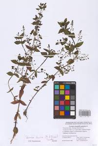 Veronica heureka (M. A. Fisch.) Tzvelev, Eastern Europe, Central region (E4) (Russia)
