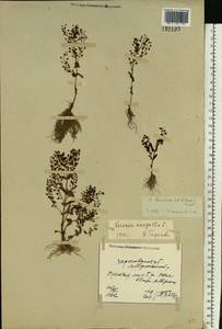 Veronica anagallis-aquatica L., Eastern Europe, North Ukrainian region (E11) (Ukraine)