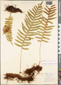 Polypodium cambricum L., Caucasus, Azerbaijan (K6) (Azerbaijan)