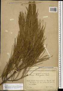 Pinus brutia var. pityusa (Steven) Silba, Caucasus, Black Sea Shore (from Novorossiysk to Adler) (K3) (Russia)