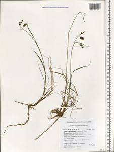 Carex magellanica subsp. irrigua (Wahlenb.) Hiitonen, Eastern Europe, Northern region (E1) (Russia)